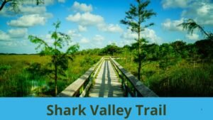 Shark Valley Trail